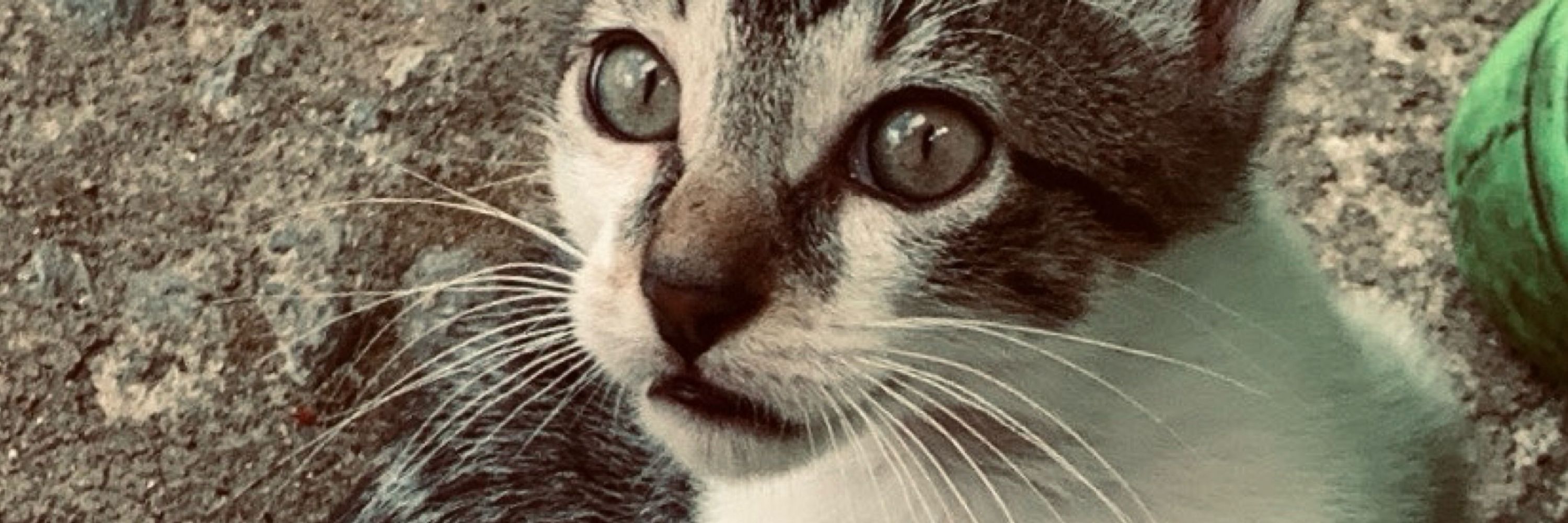 sabrina 