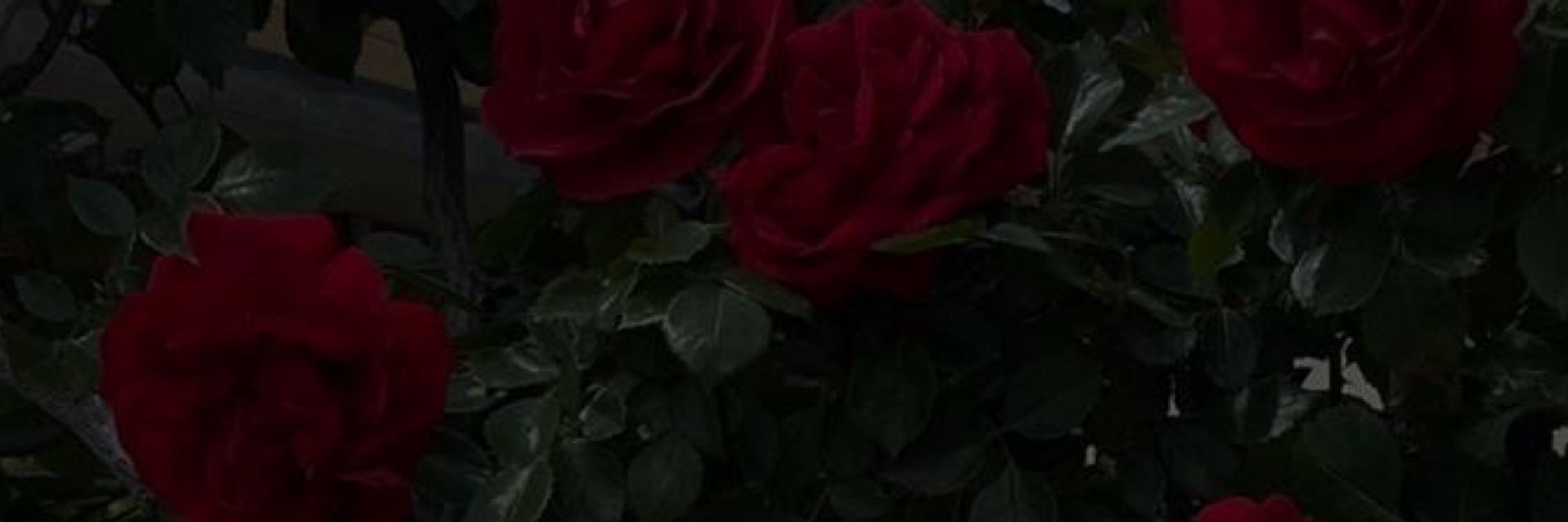 Argenti’s Rosey