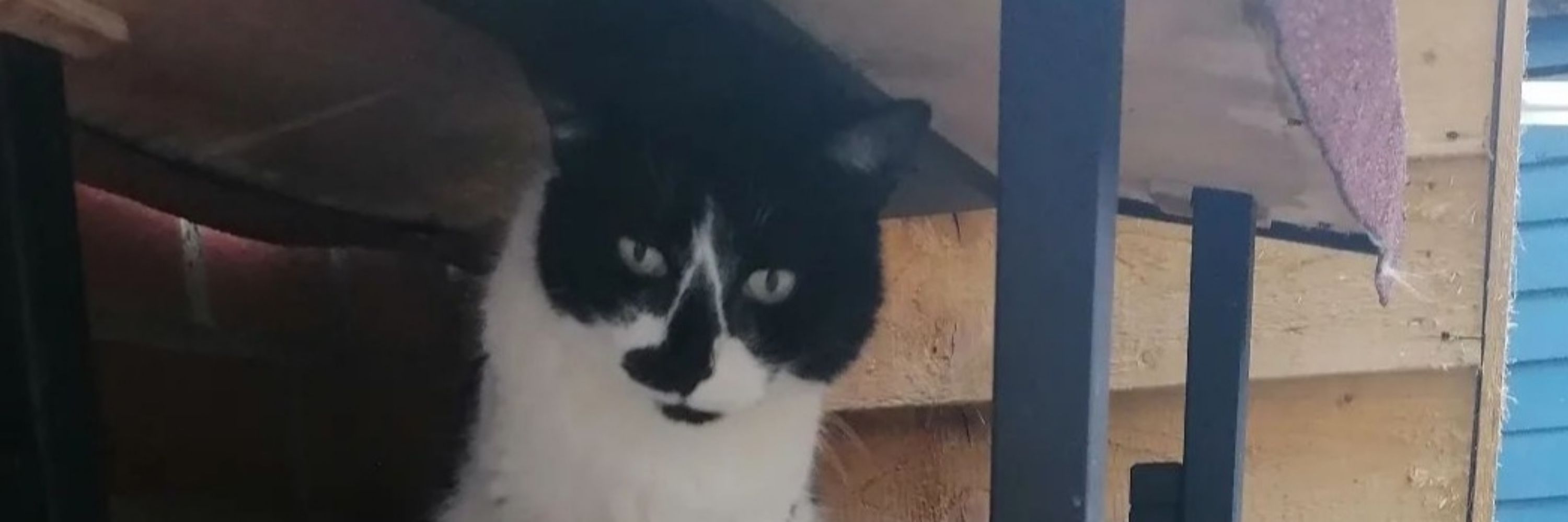 Life of a feral