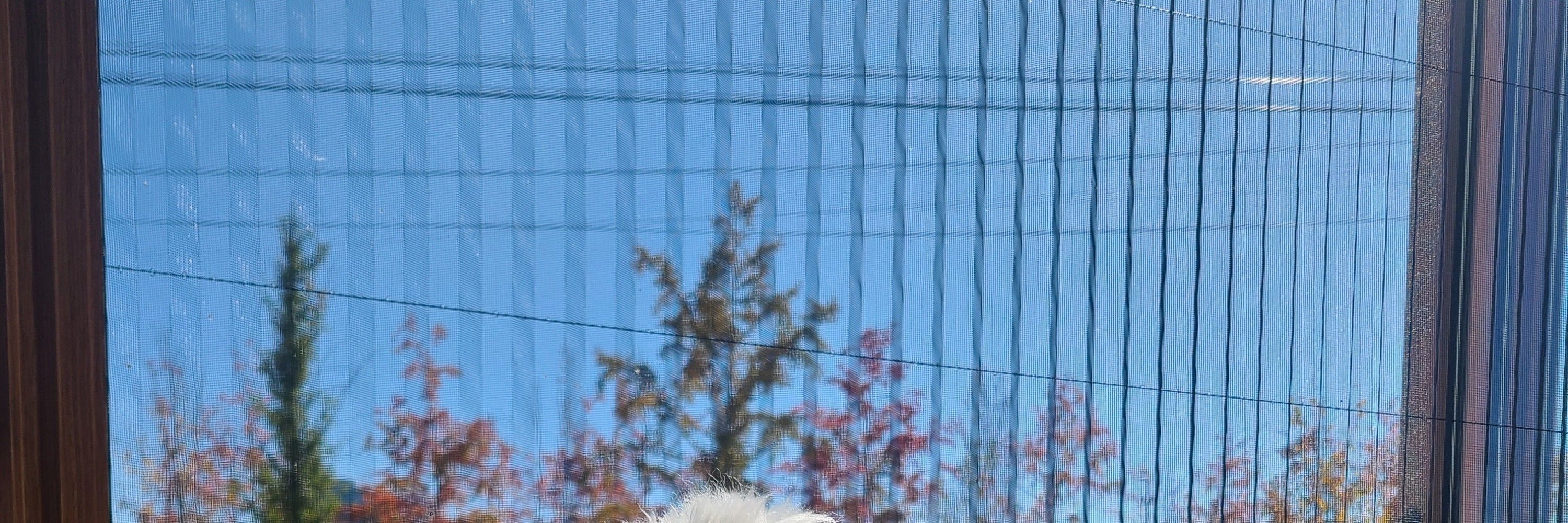 32