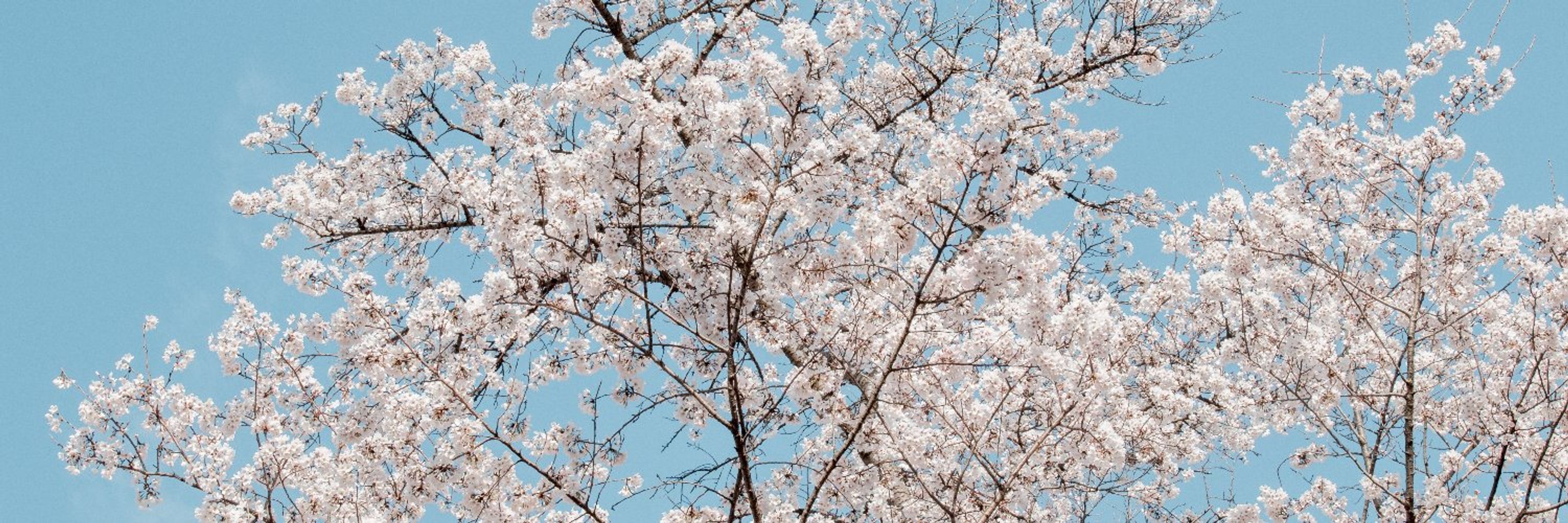 mi 🌸