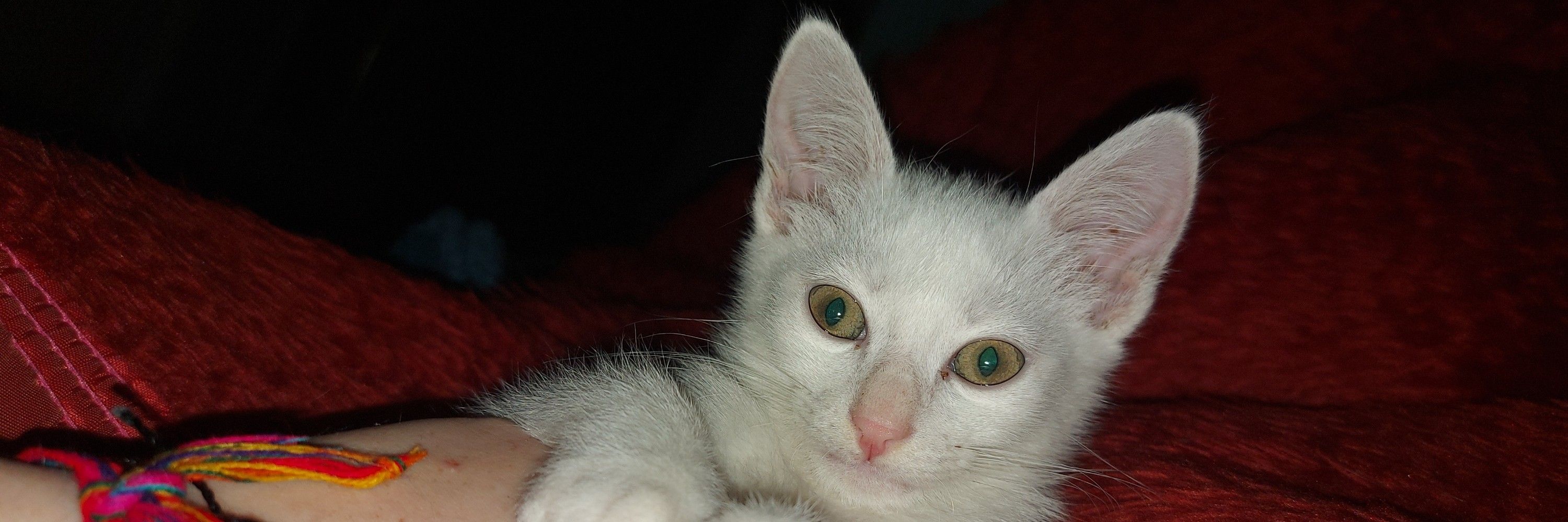 anabia