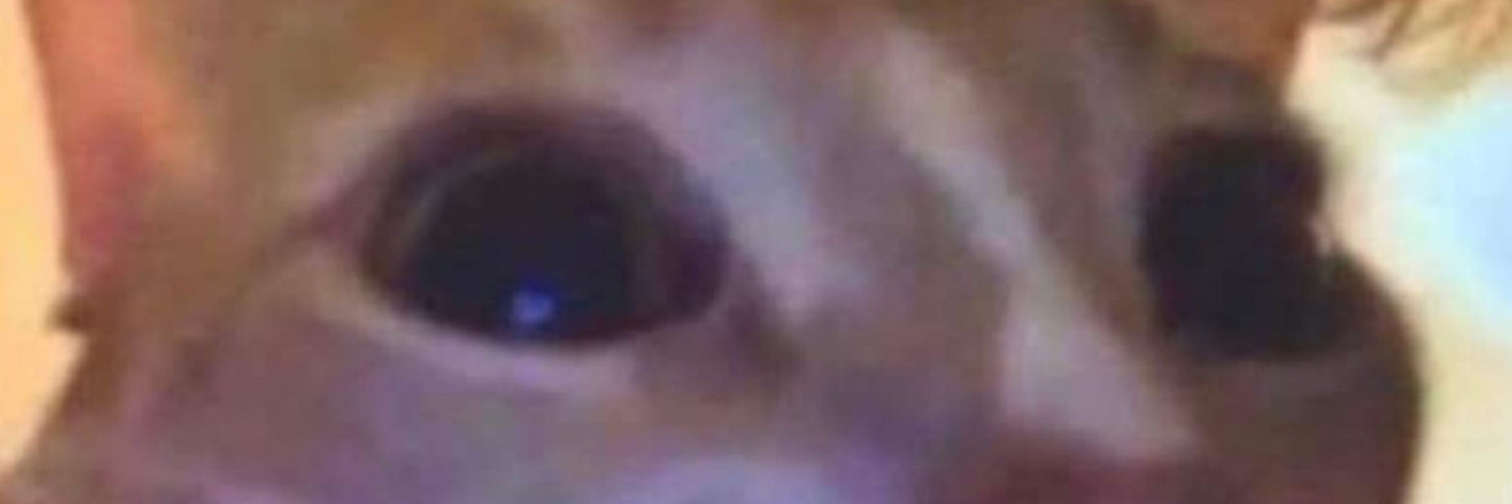 Haz