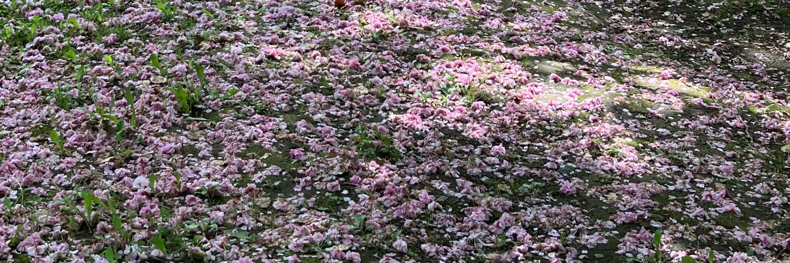 銀谷朔