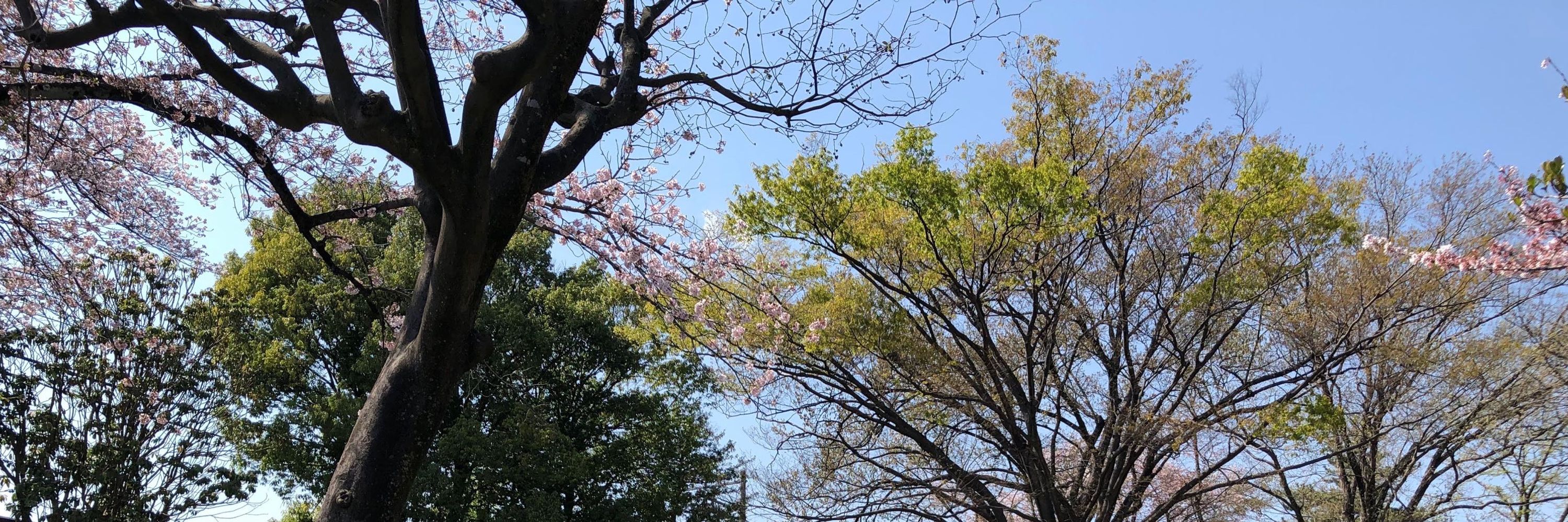 カイト(マチルダ)