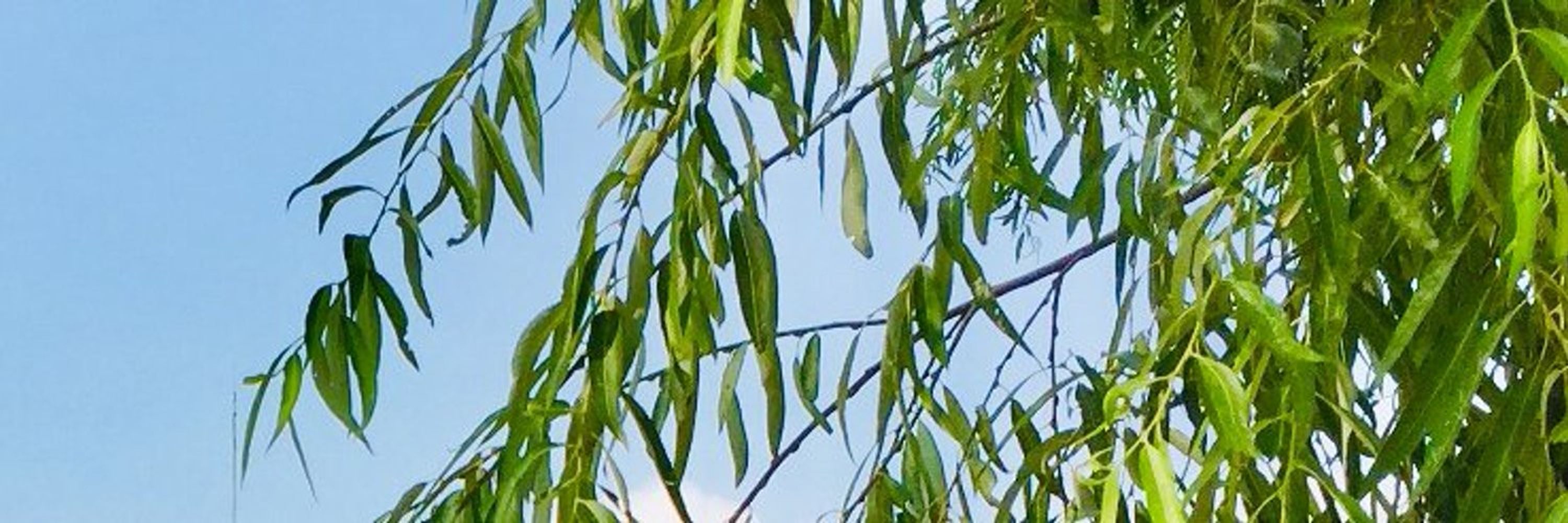 녹🌿🔒