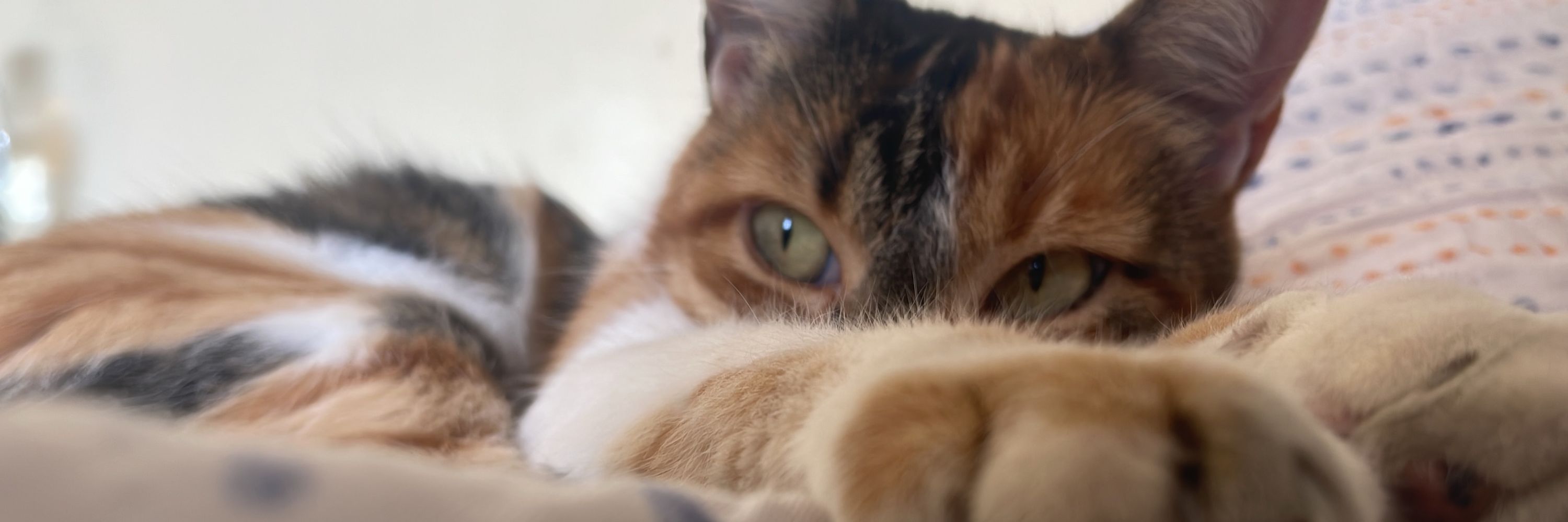 Lóla