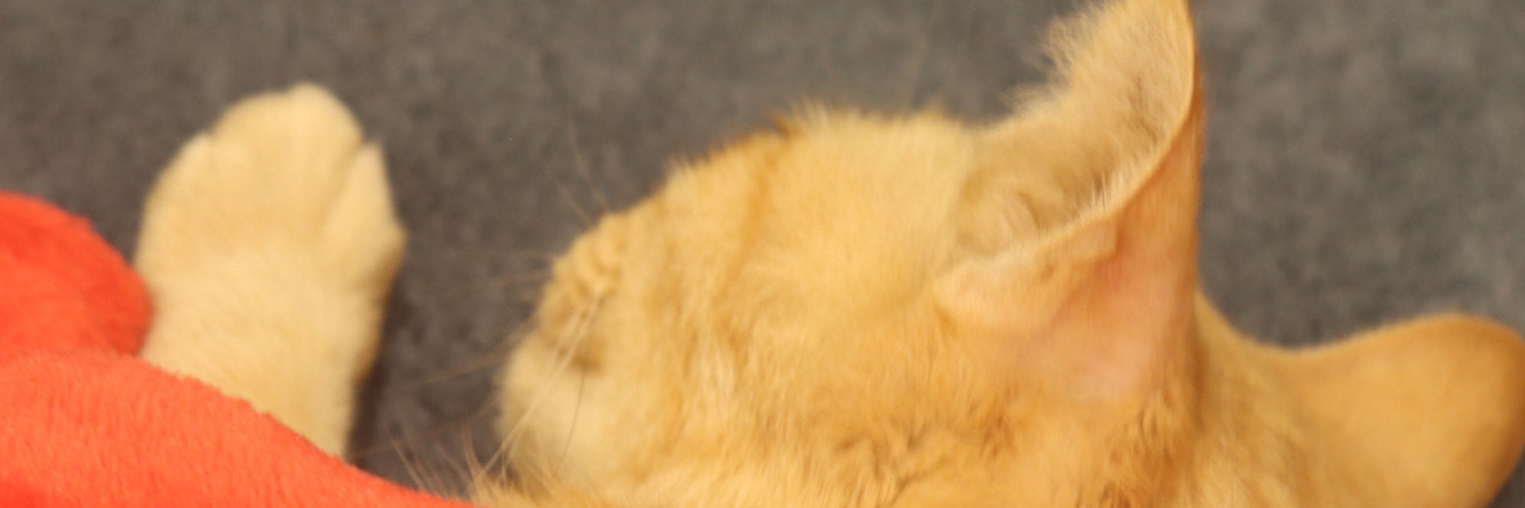 a32kita cat