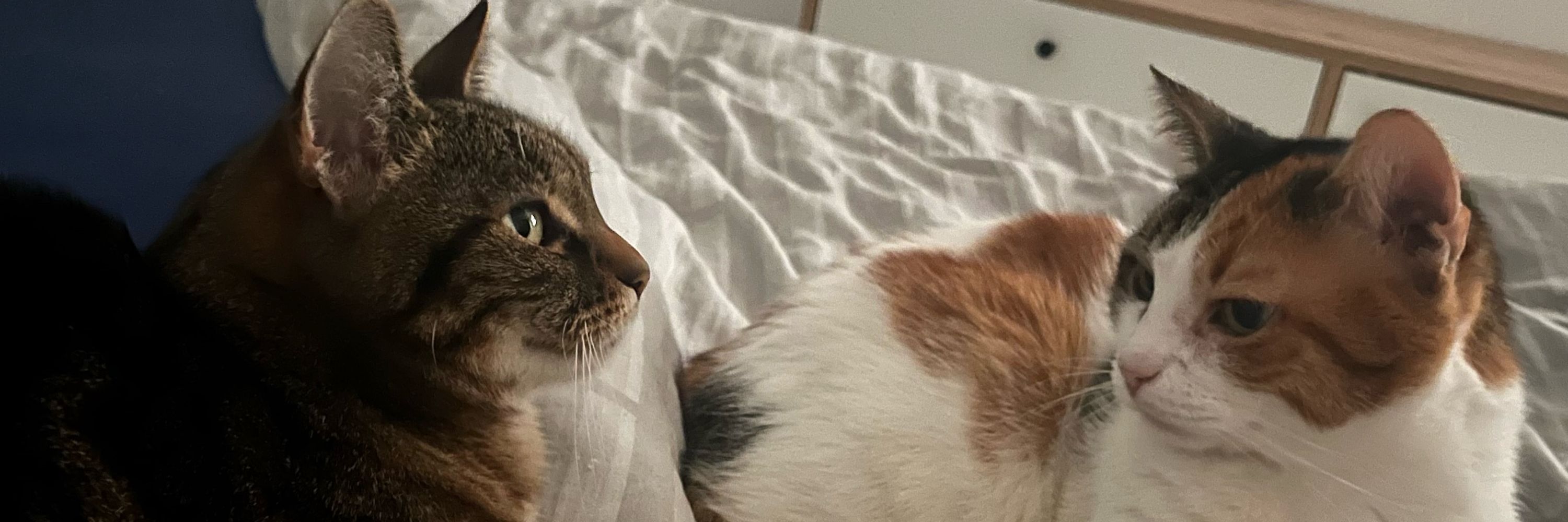 RespectTheCat