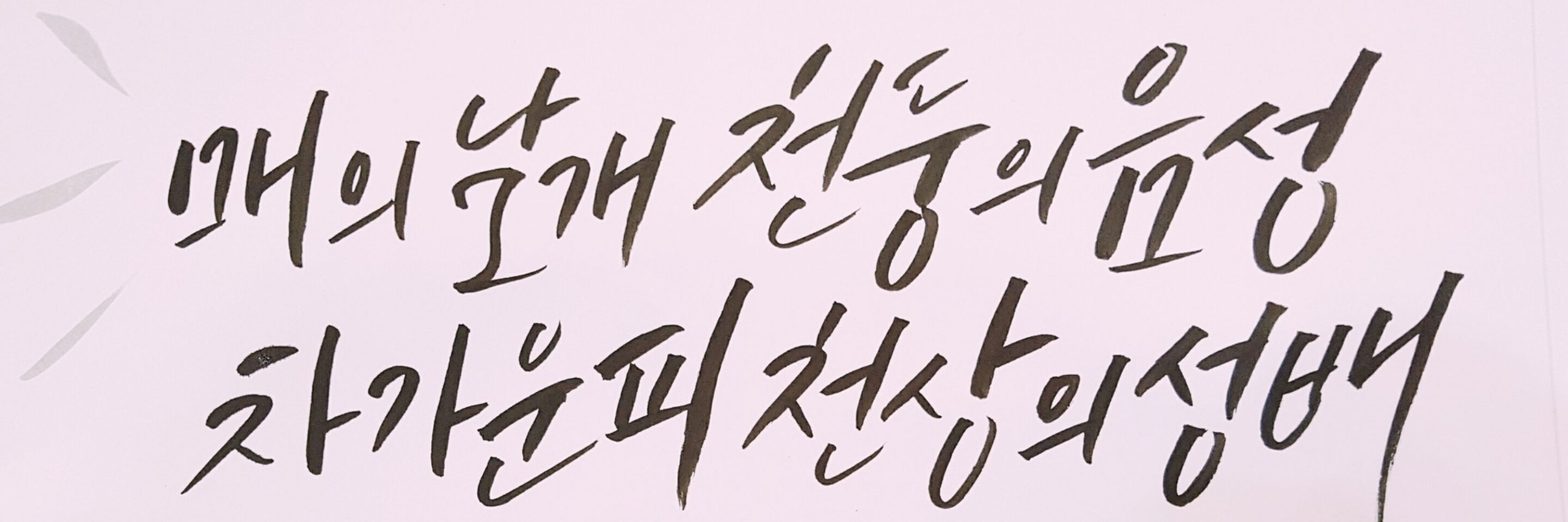 파뿌리