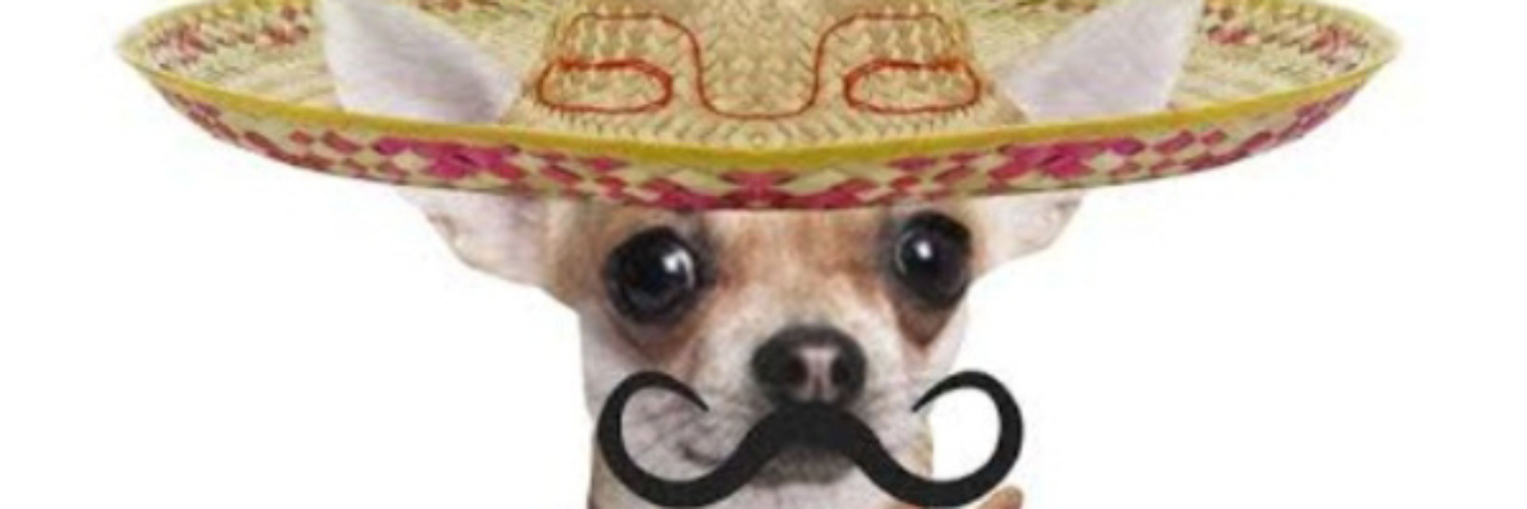 Catioro