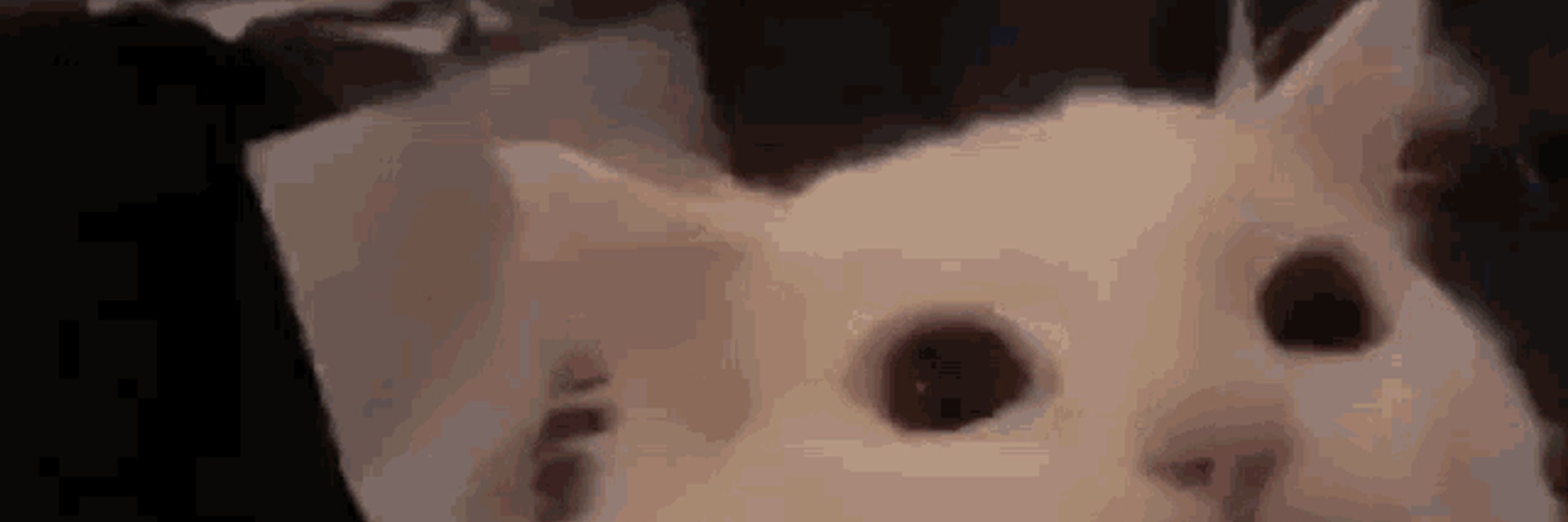 青春笨蛋草履虫