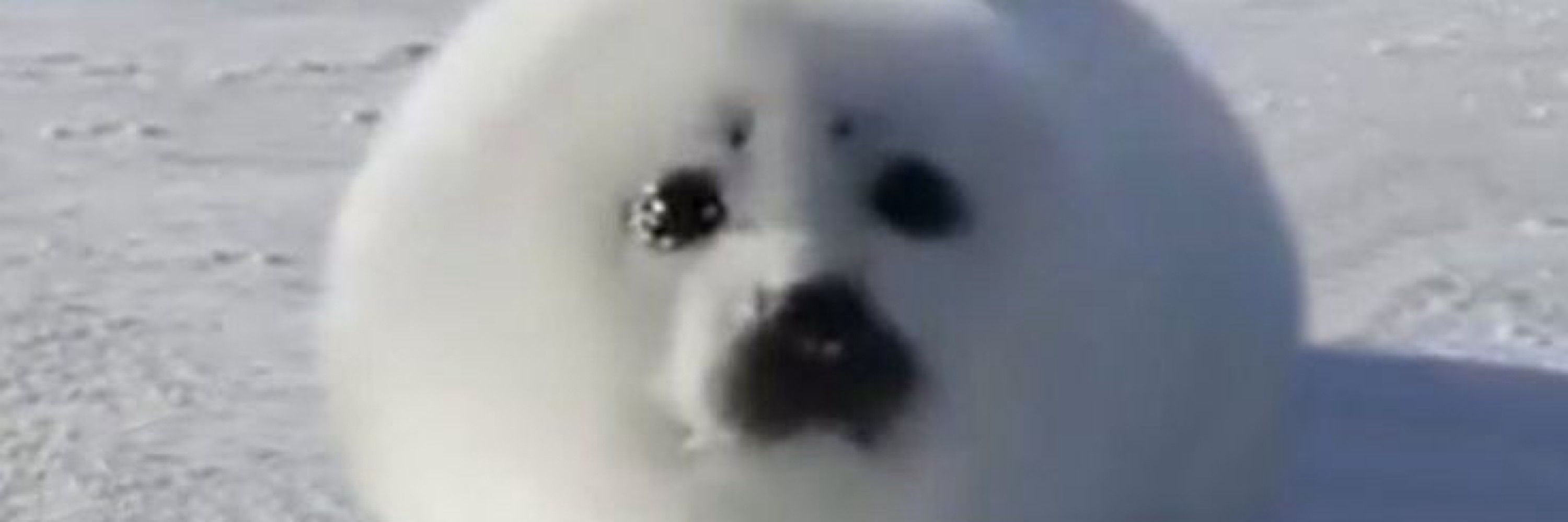 bufy