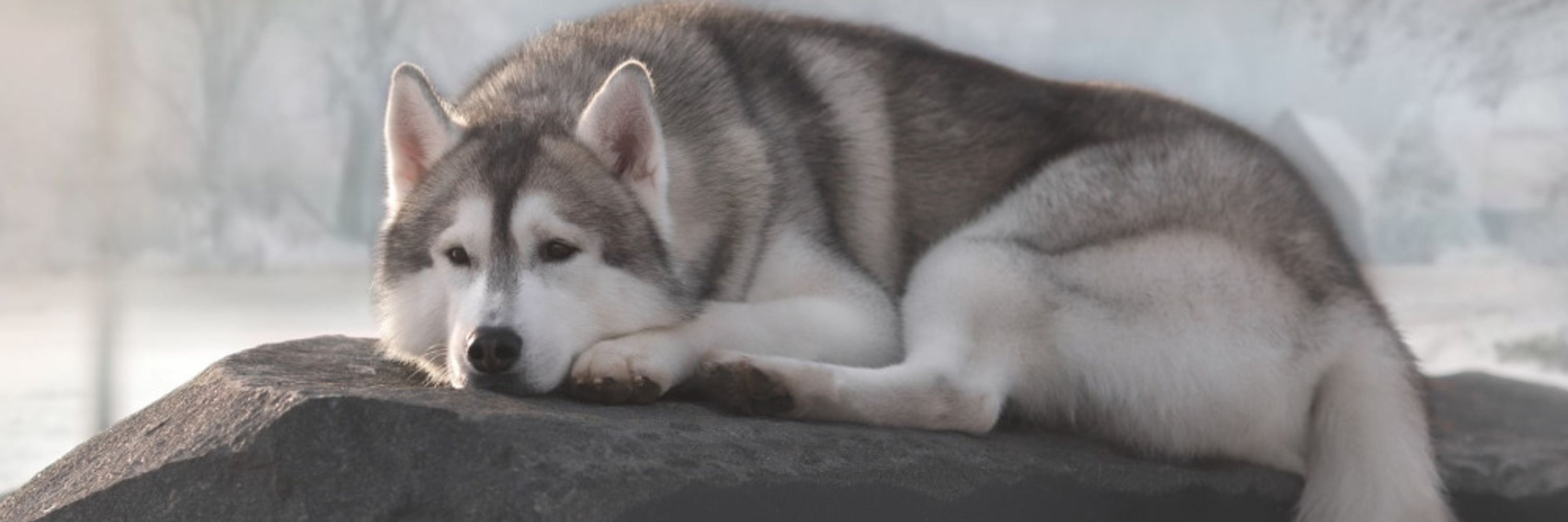 Ark Wolf