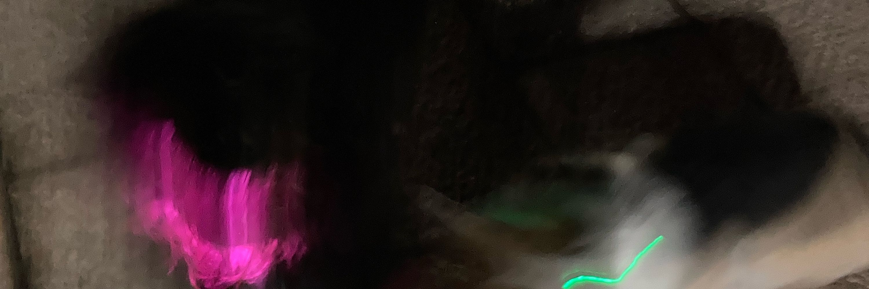 わんわんコーギー