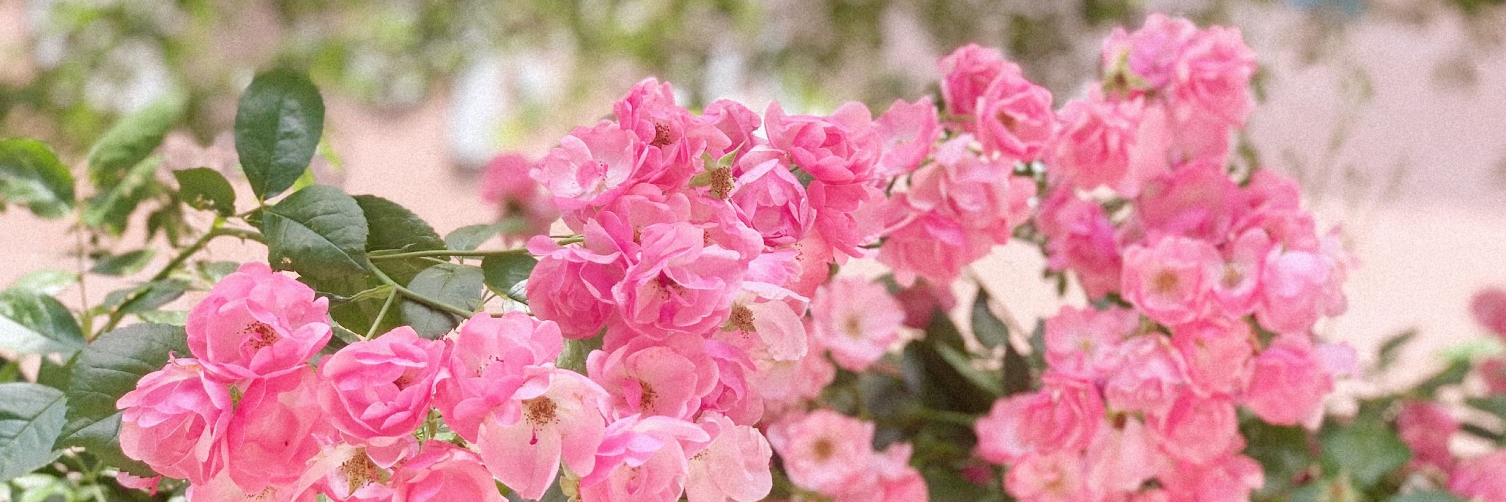 B💗