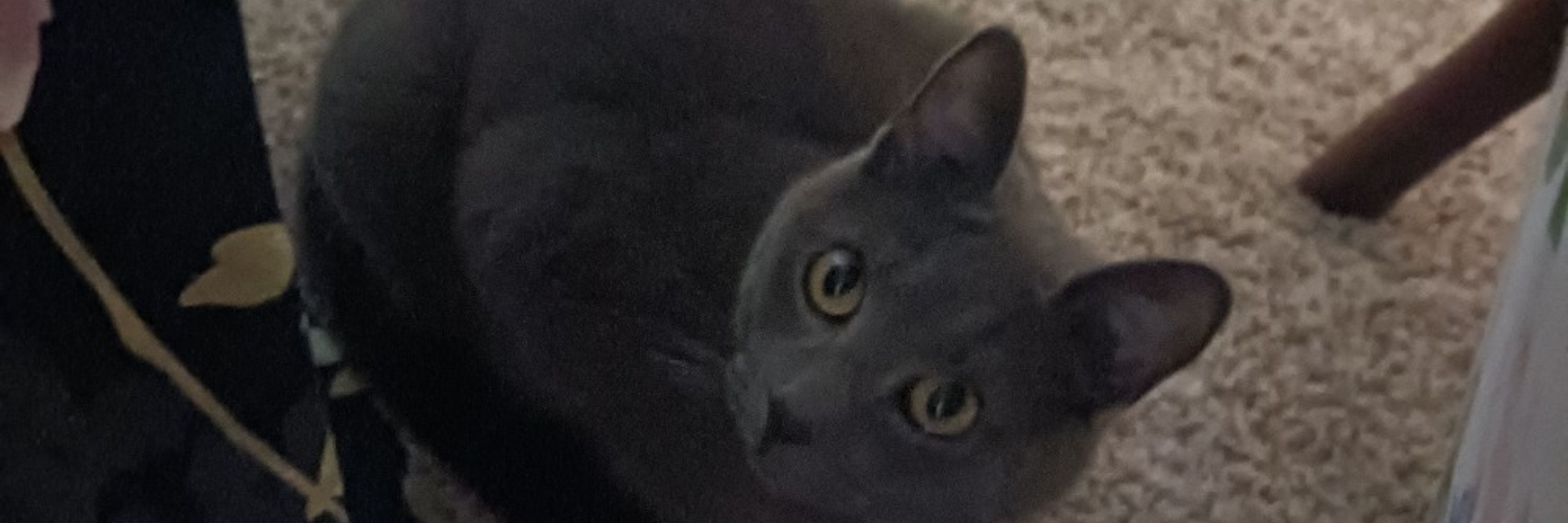 kat