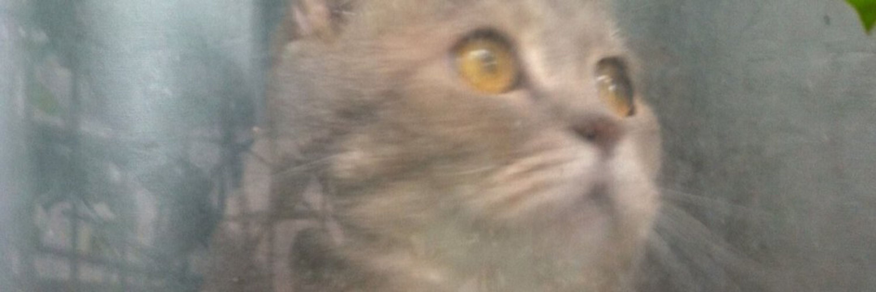 meekob