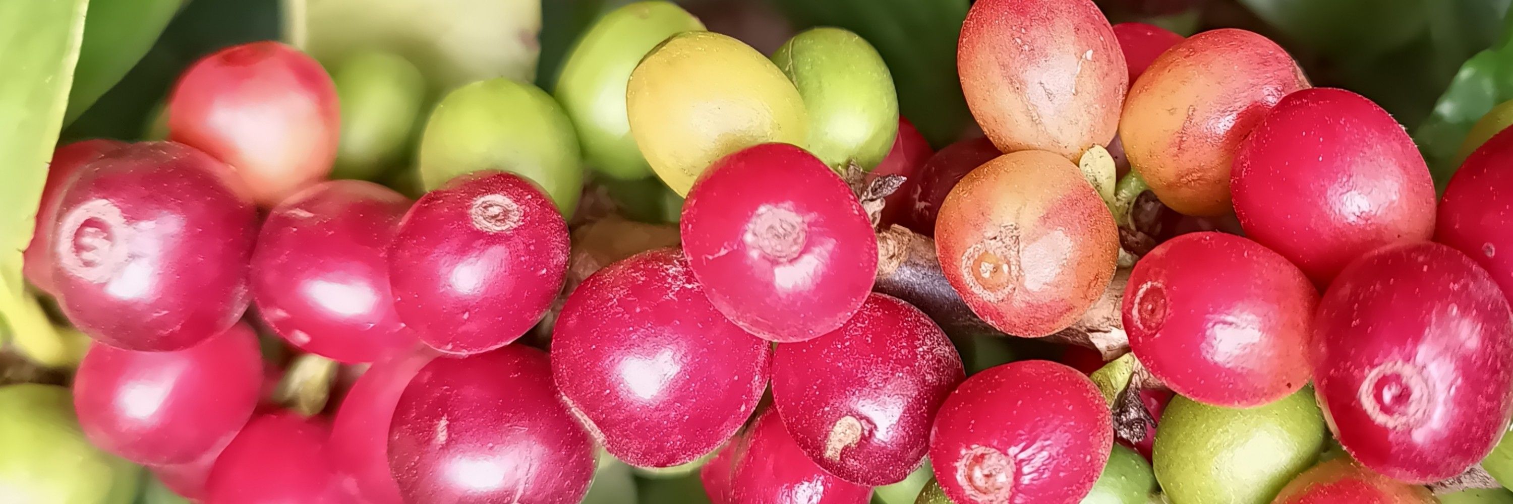 NeoSolBe 🍒 ☕ 