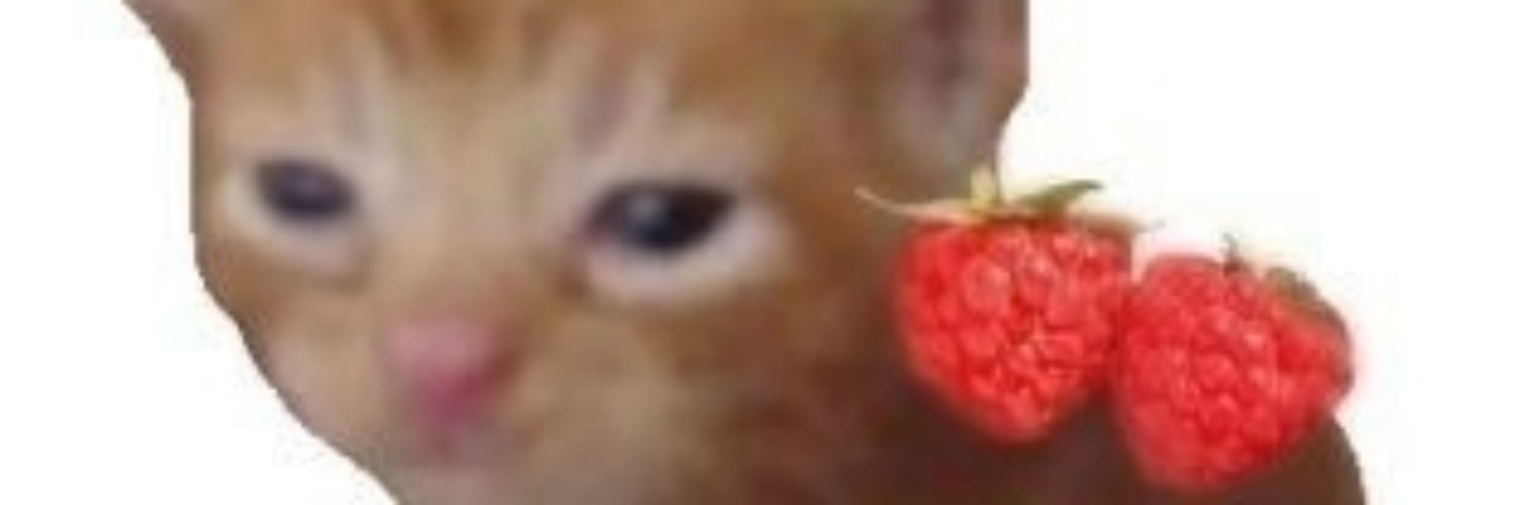 Moranguinho🍓