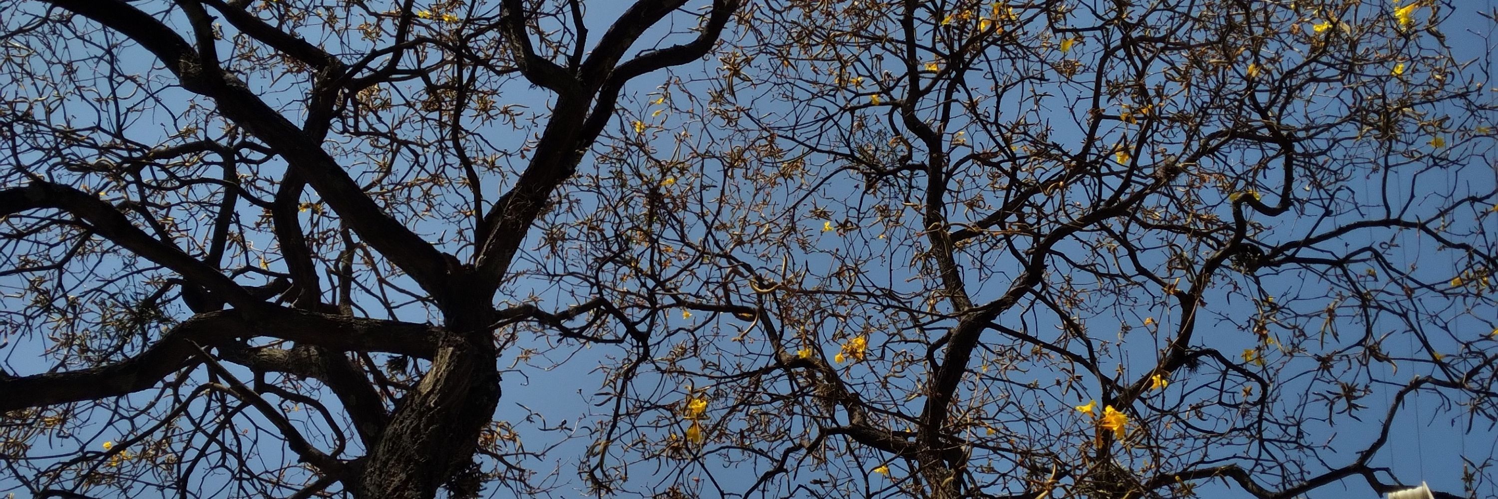 Yusió Tukano🦜