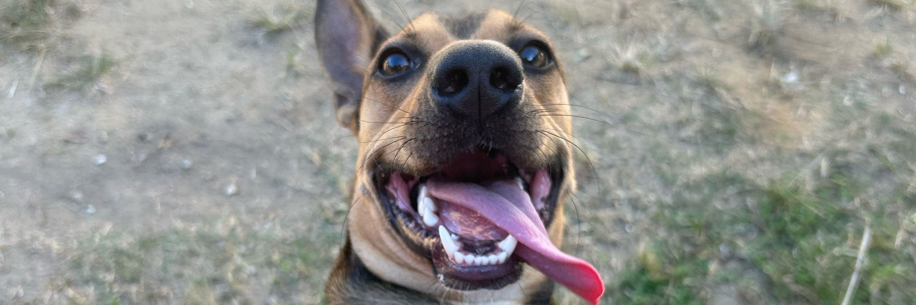 Agatha