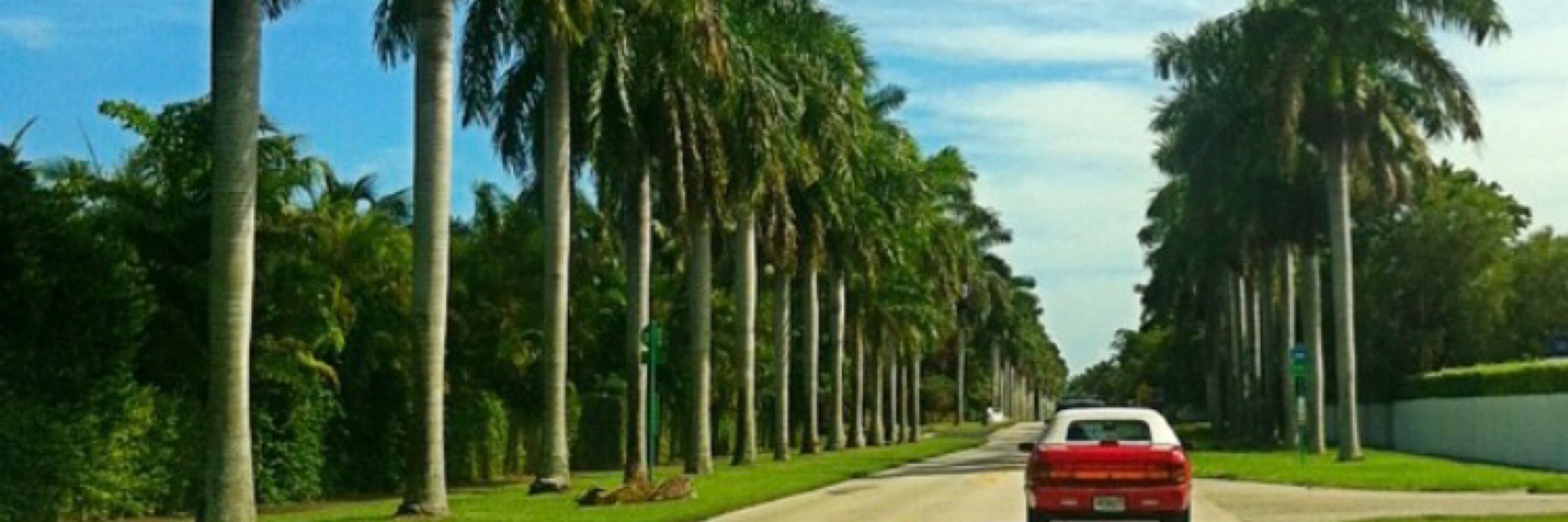 Coconut Grove Grapevine
