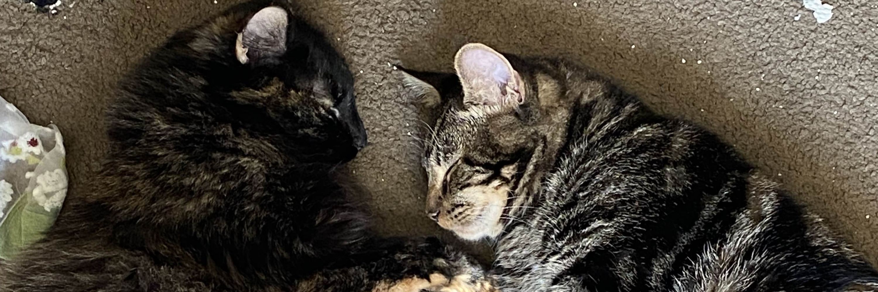 Link & Zelda the cats