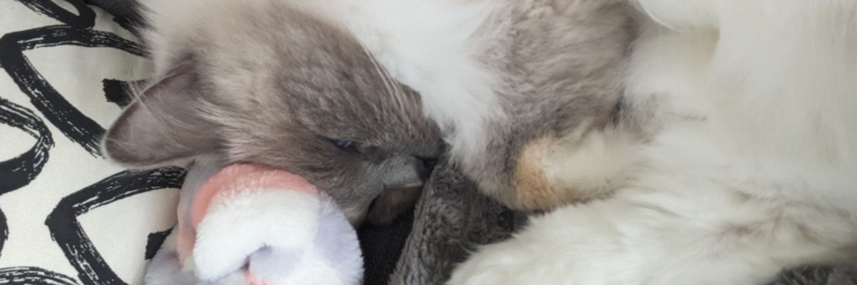 Freya ♡