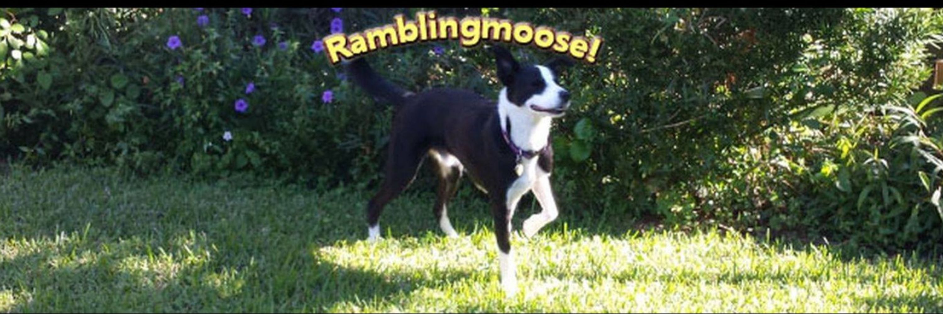Ramblingmoose 🩵 🌊