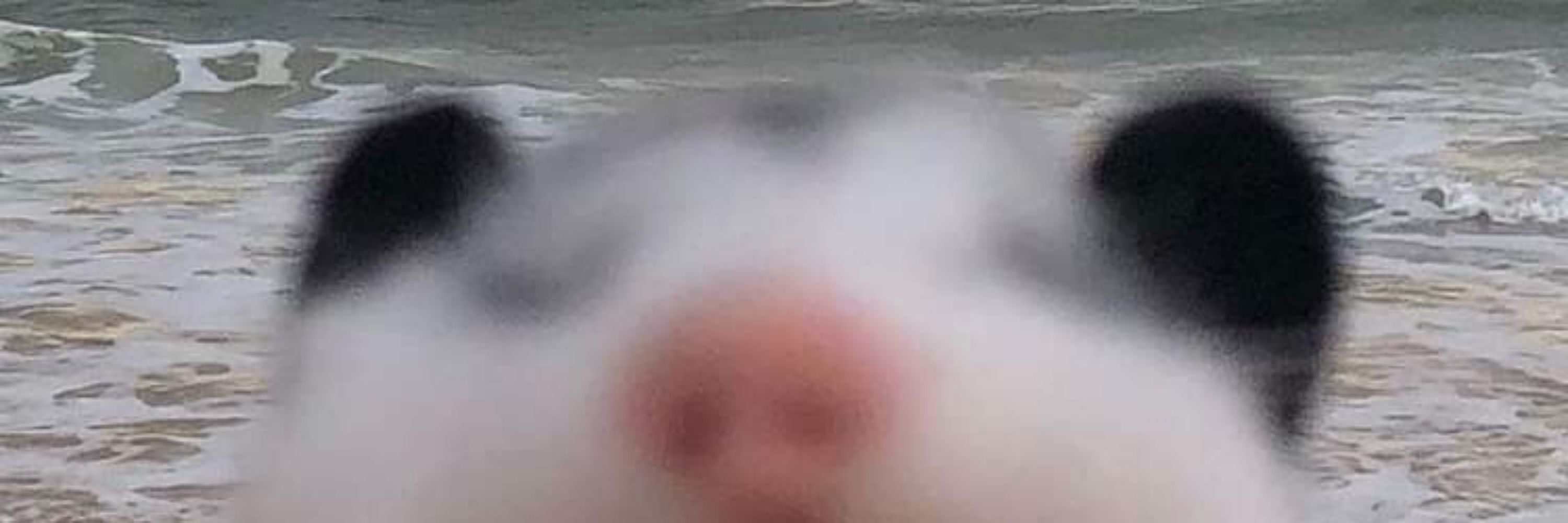 Vini