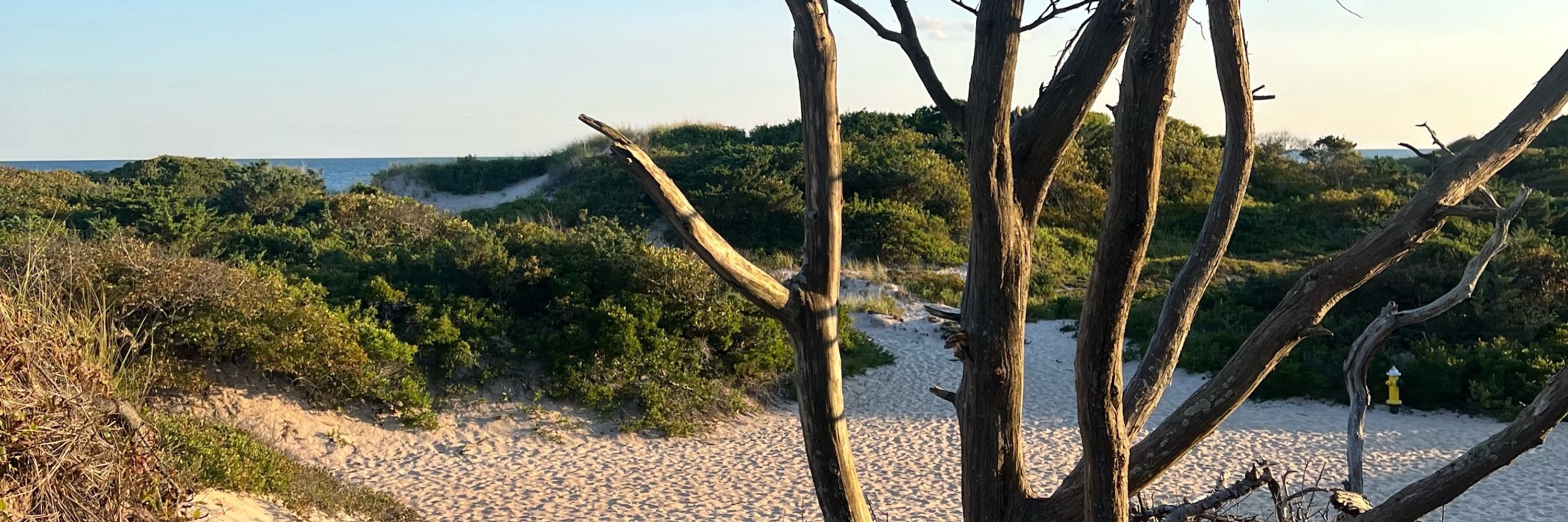Fire Island Gaze