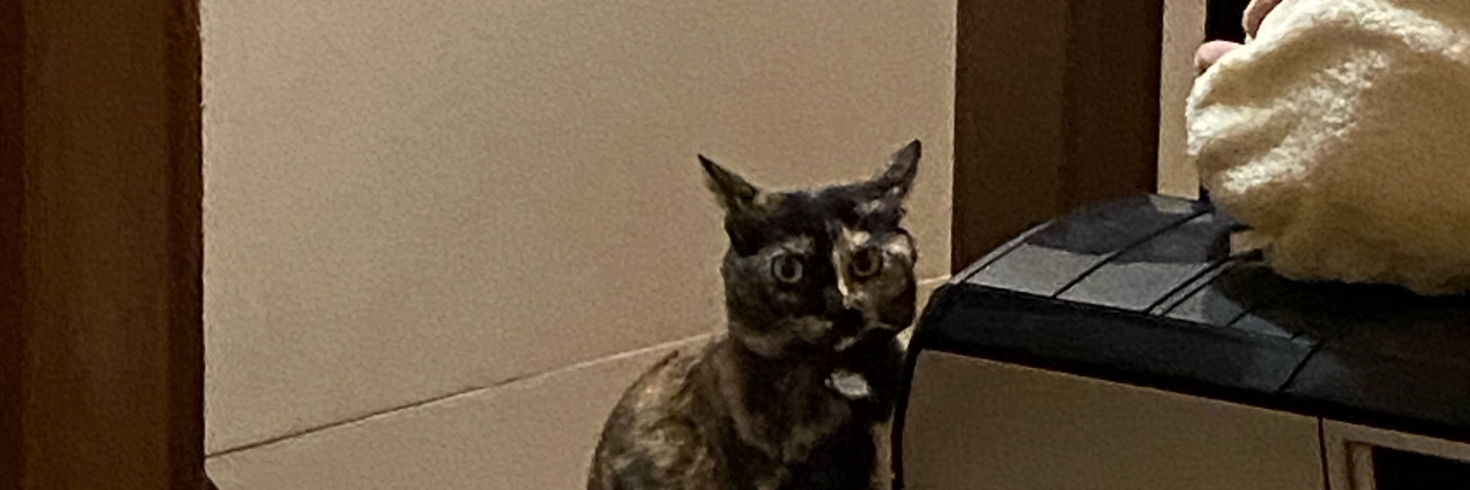 あきち
