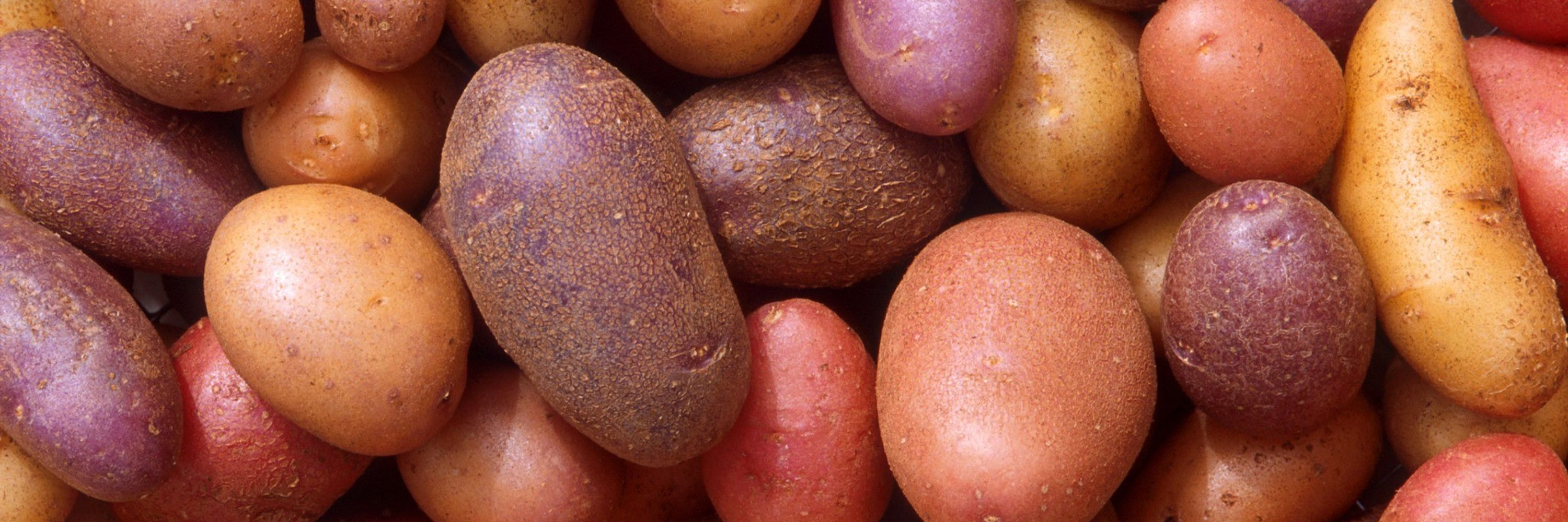 Lucid Potato Games