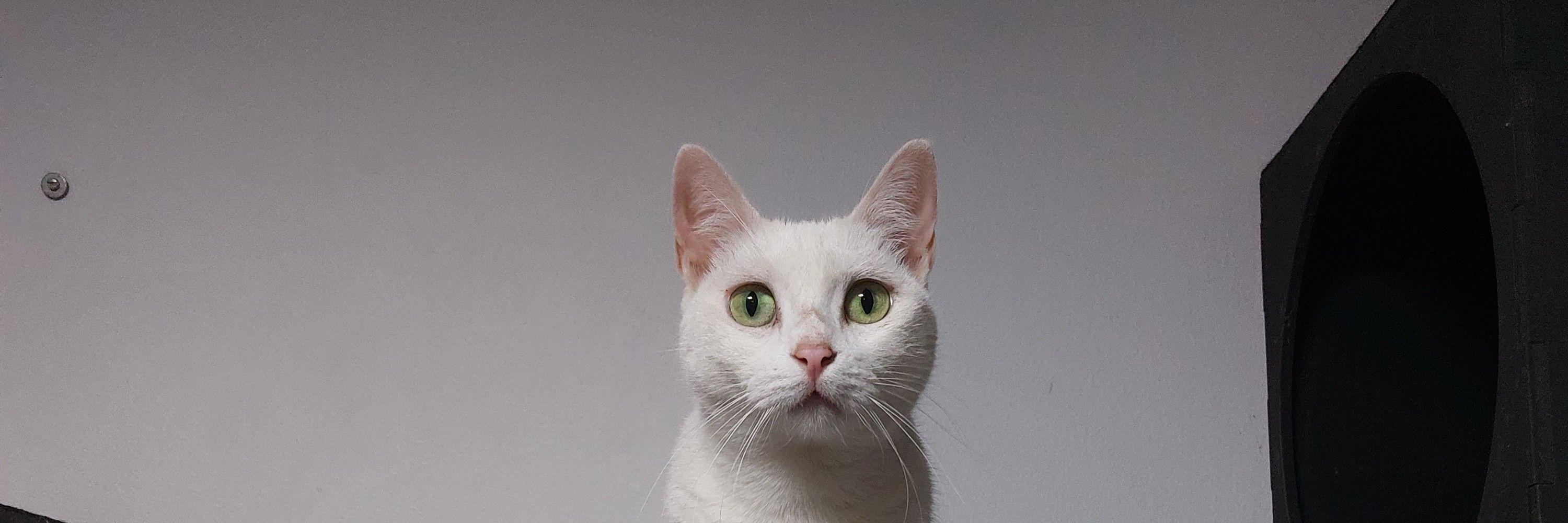 Mirana The Cat 
