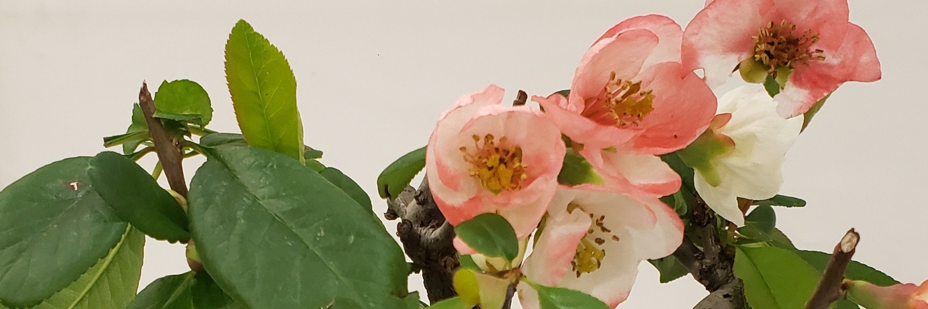 Magnolia