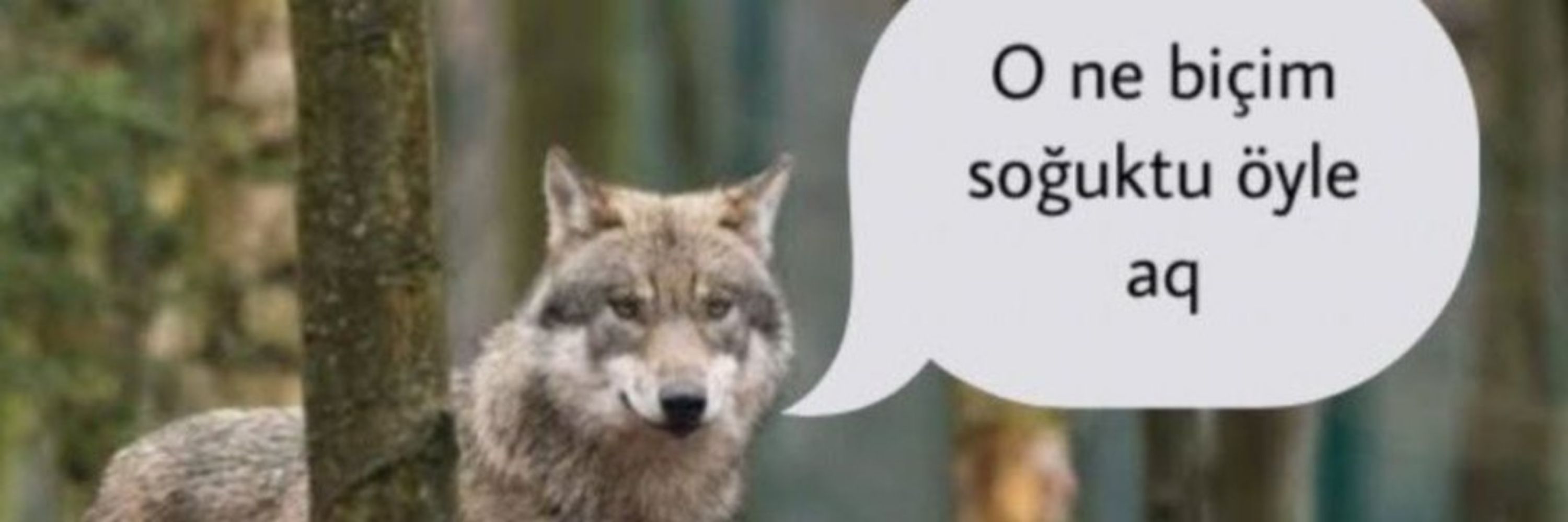 HayaletWolf
