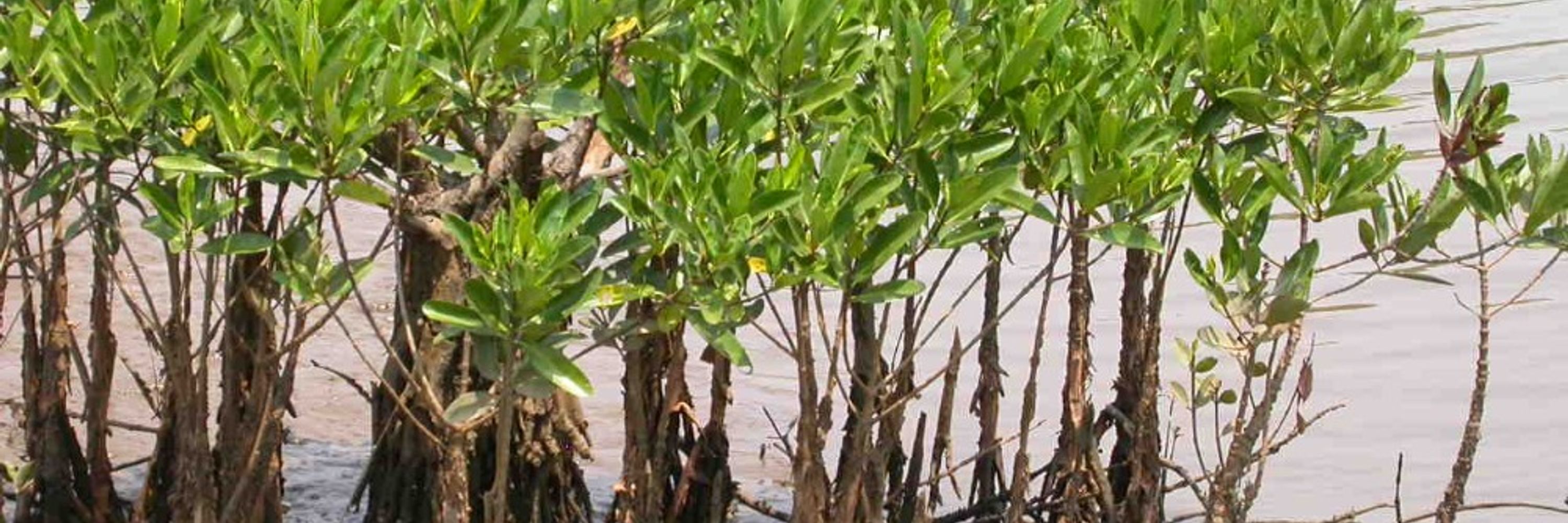 Senile Mangrove