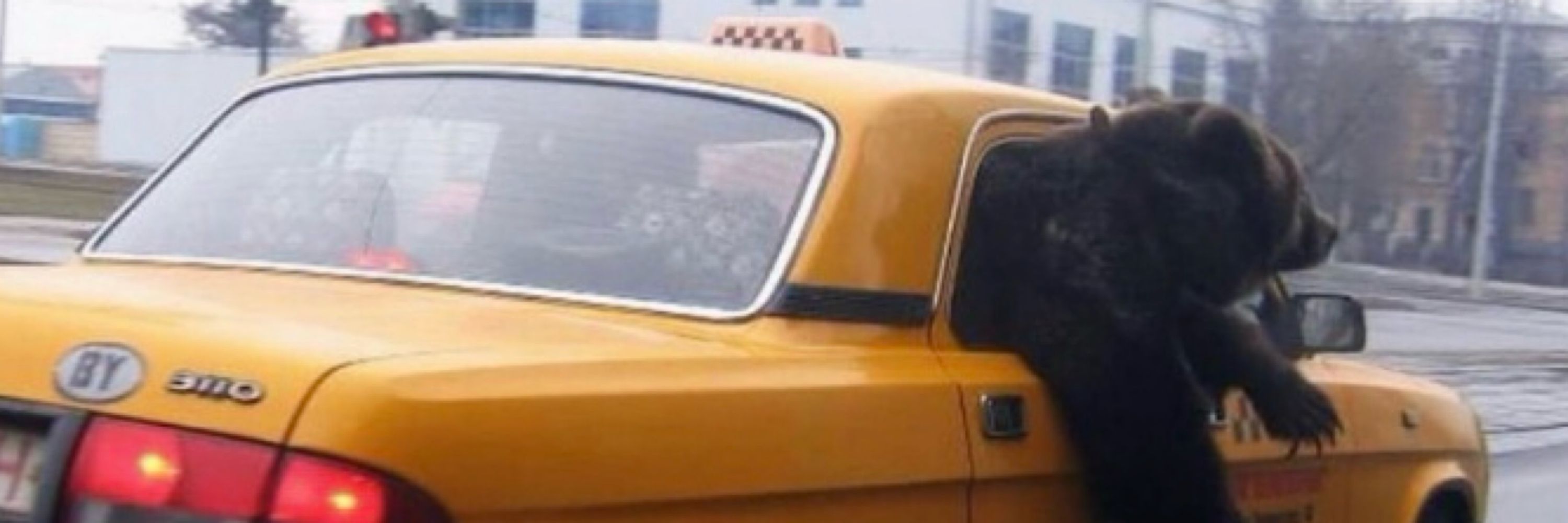 azgın azınlık