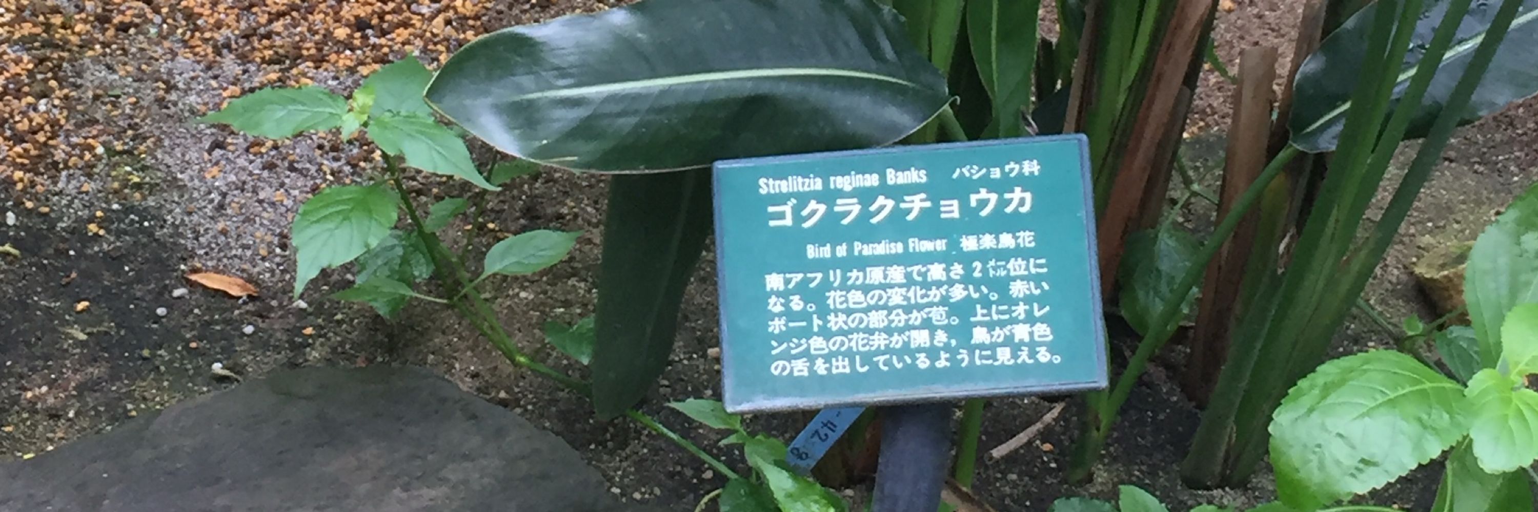 陽月