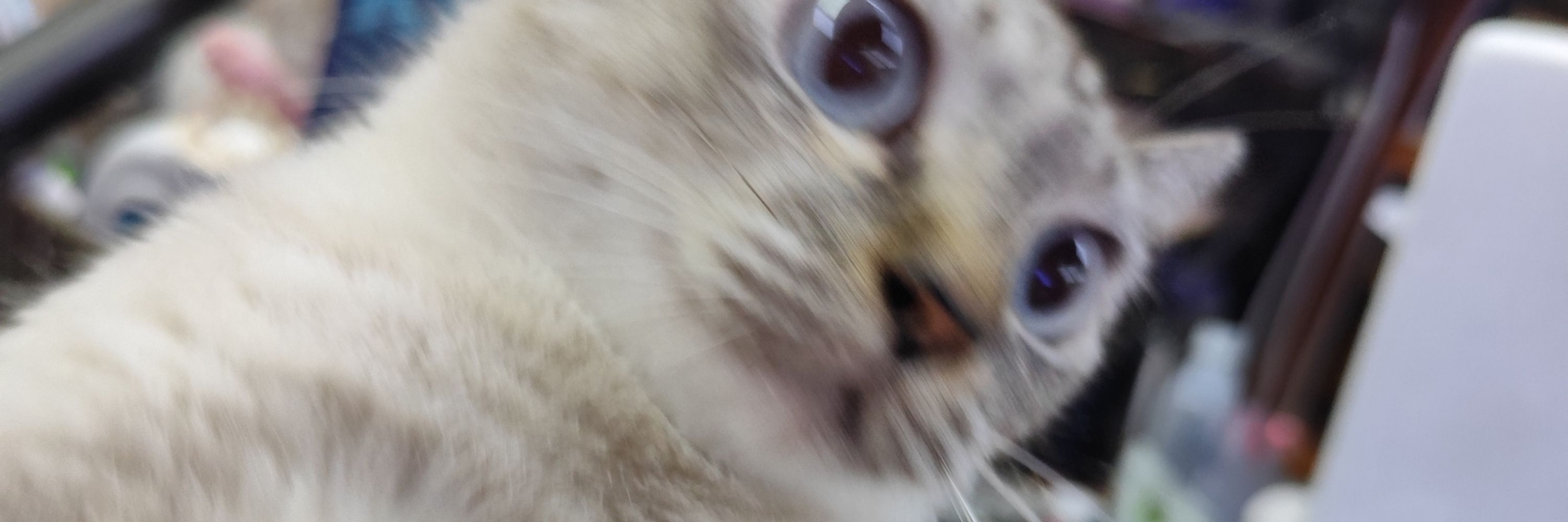 rrring____