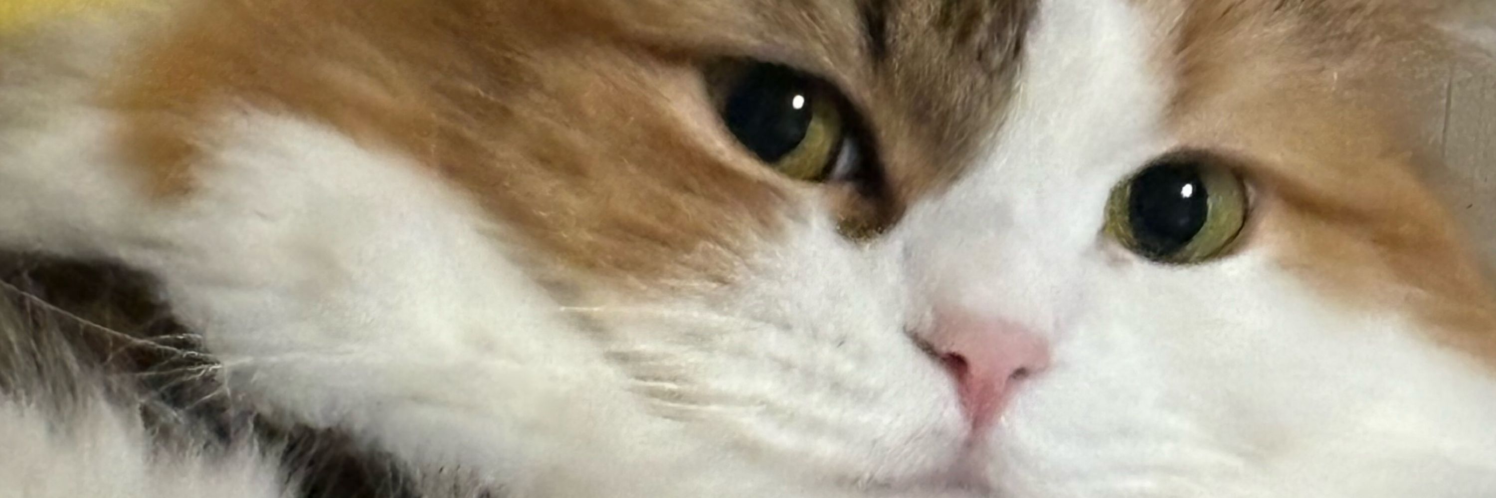 Ａ