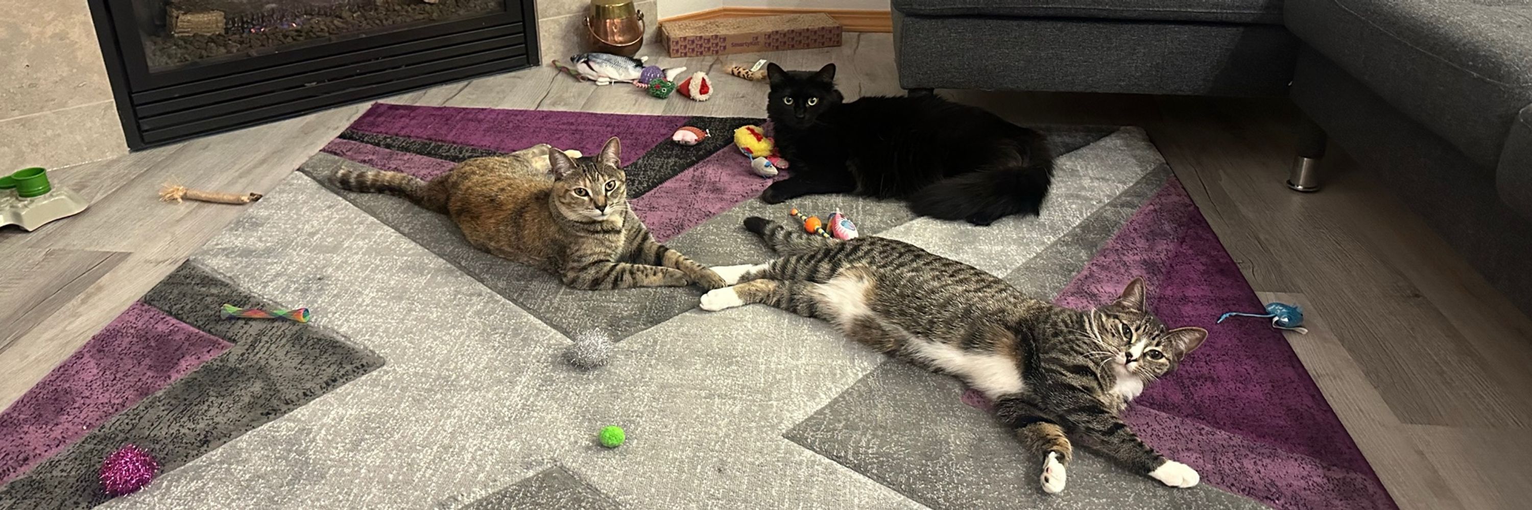 PNW Kitty Mama