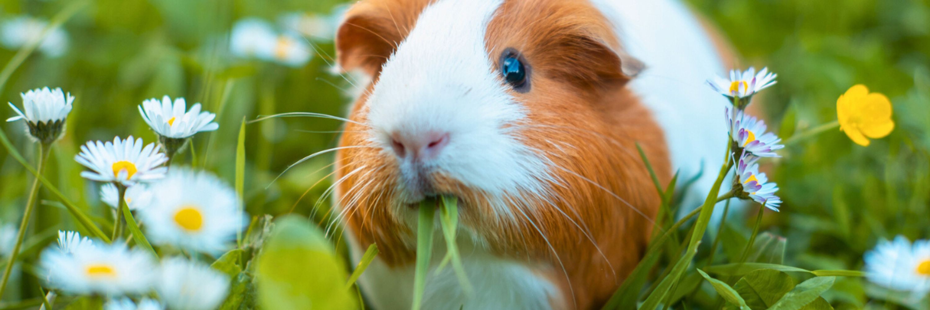 Guinea Pig World