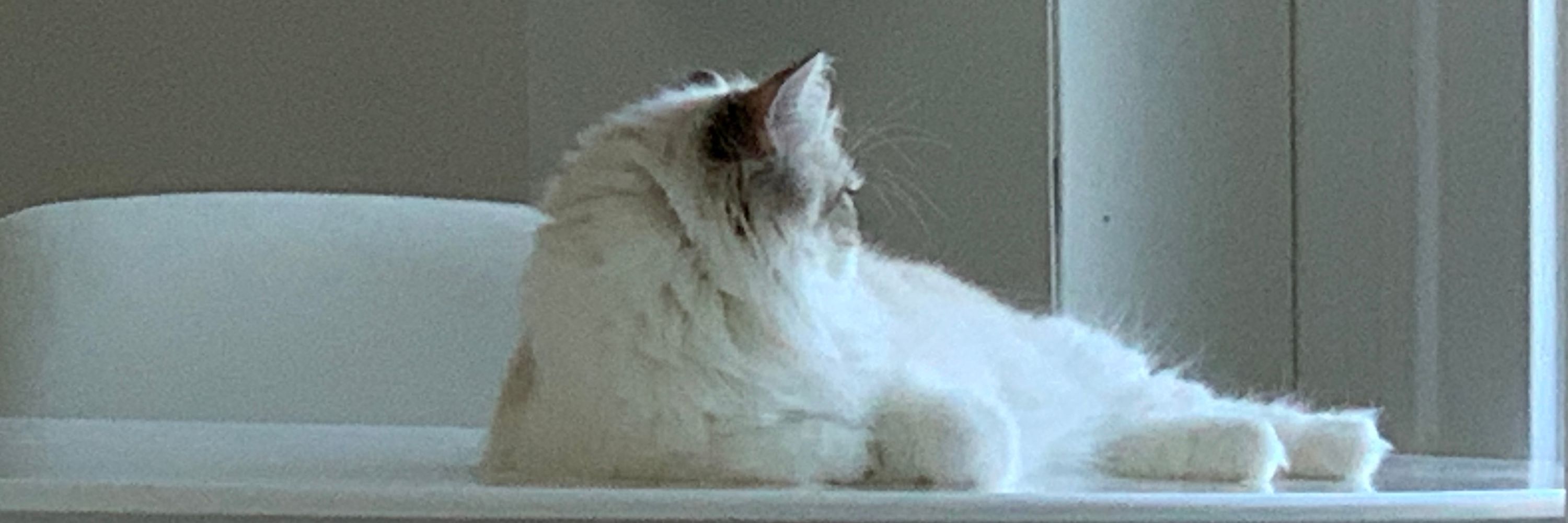 cleo