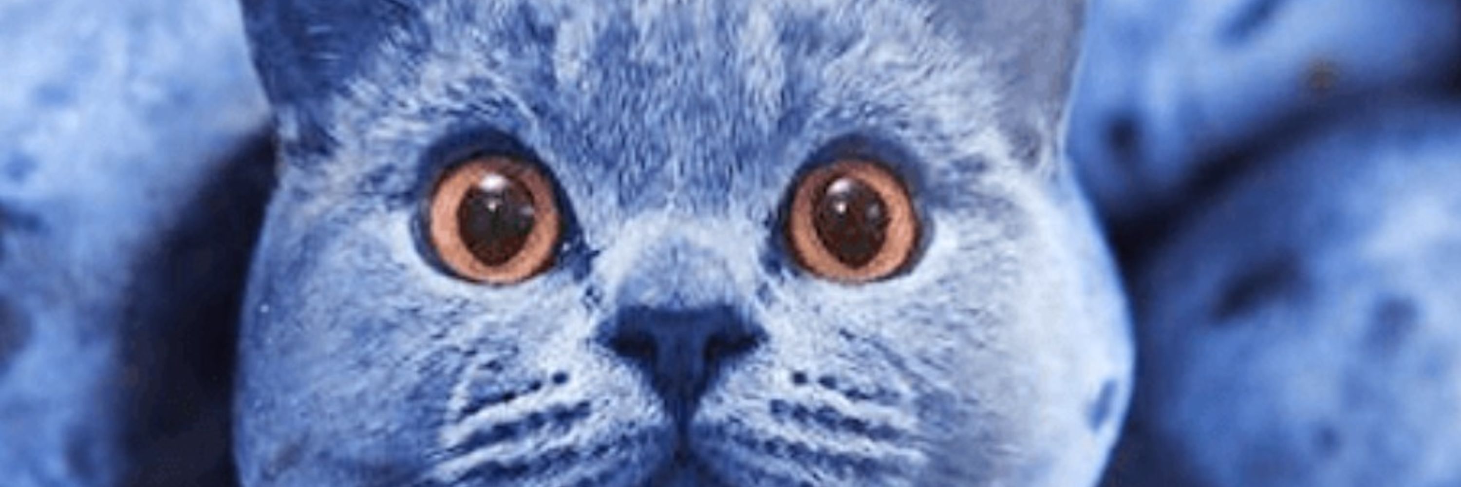 Koii
