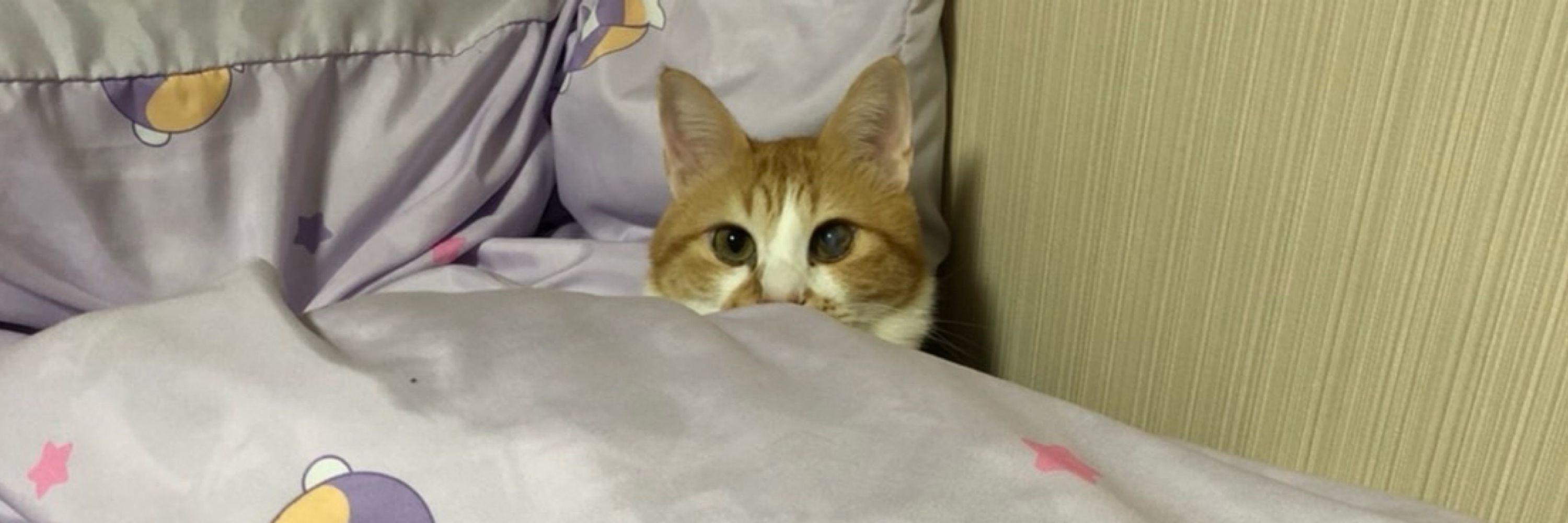 にゃま煮え。