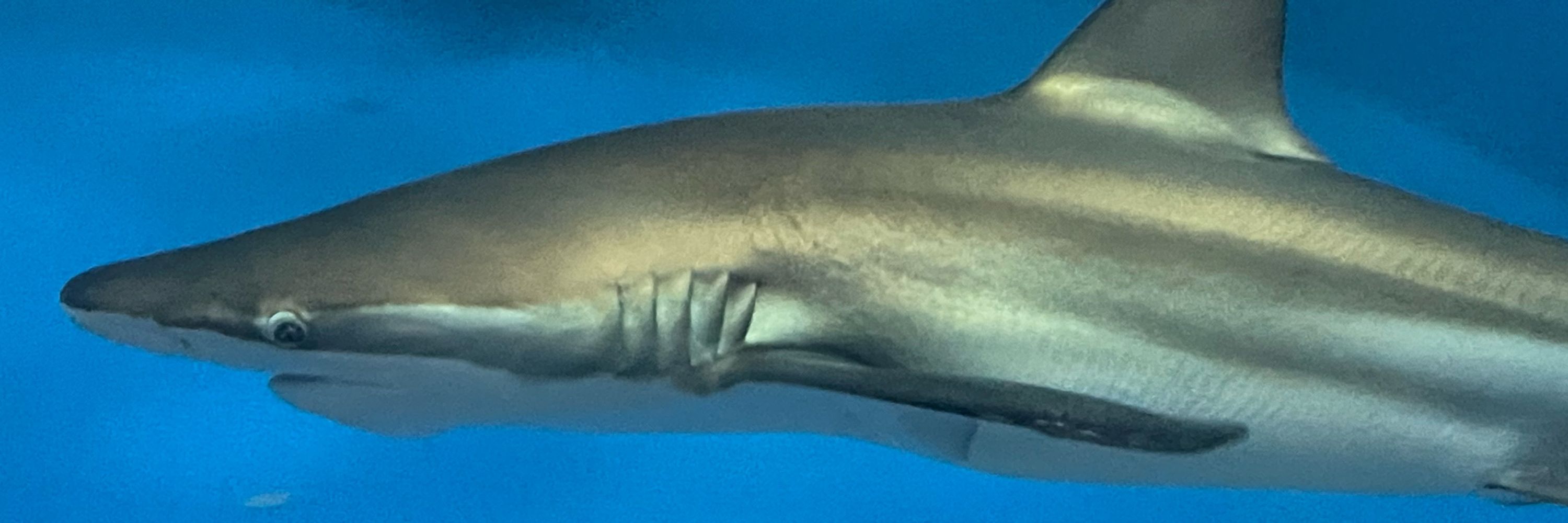 ハスサメ