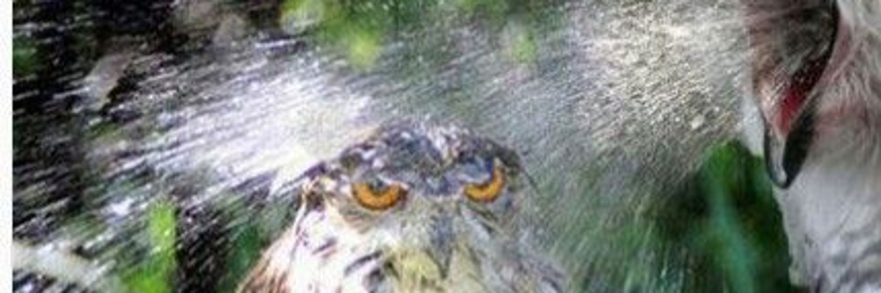 Hellocat
