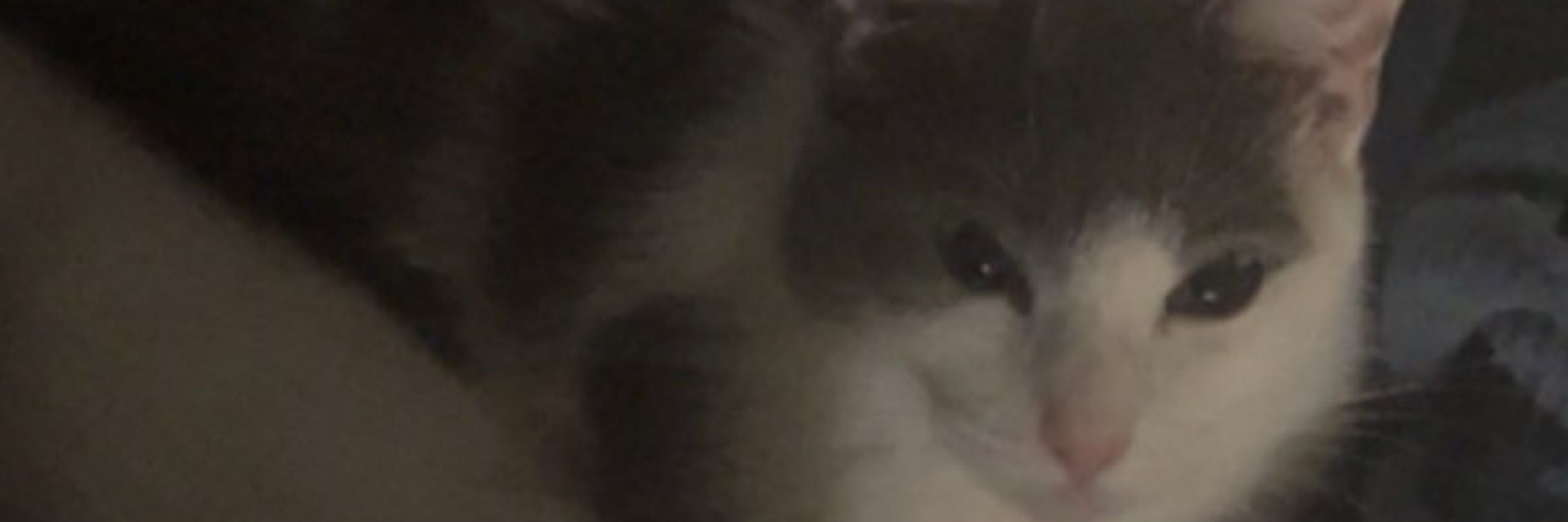 Mini Moot